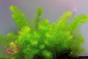 Chồn Xanh - Tropical Hornwort Ceratophyllum Submersum